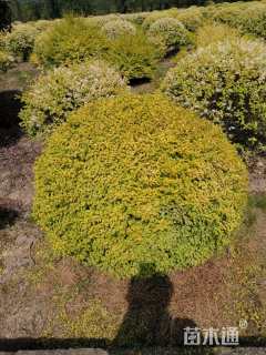 高度60厘米亮金女贞