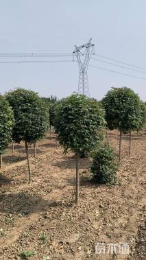 高度150厘米五角枫球