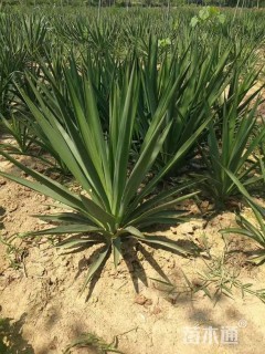 高度80厘米剑麻小苗