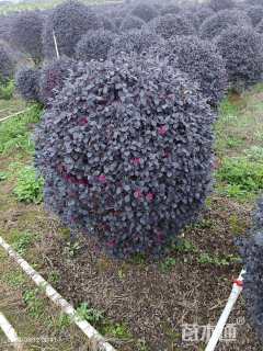 冠幅70厘米红花继木球