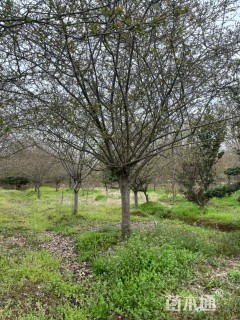 12公分垂丝海棠