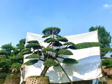 移栽苗造型罗汉松