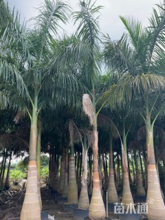 裸干高150厘米大王椰子