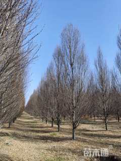 14公分欧洲鹅耳枥