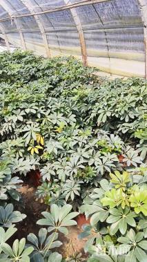 高度60厘米鸭脚木