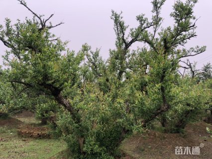 高度4厘米果石榴