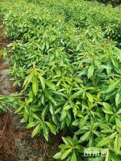 高度100厘米木荷小苗