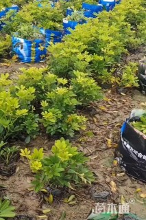 高度25厘米鸭脚木