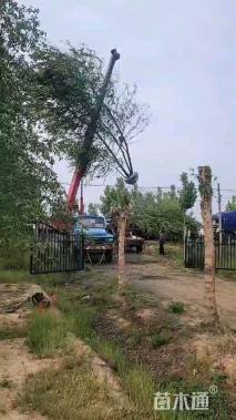 高度500厘米丛生河桦