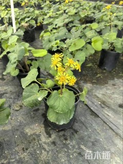 高度20厘米大吴风草