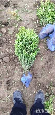 高度40厘米瓜子黄杨