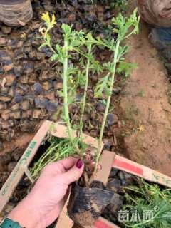 高度20厘米木春菊