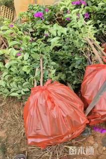 高度40厘米三角梅