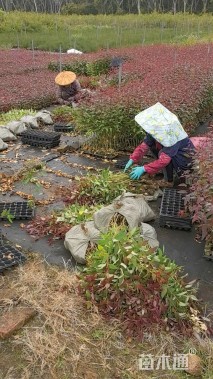 高度25厘米桉树小苗