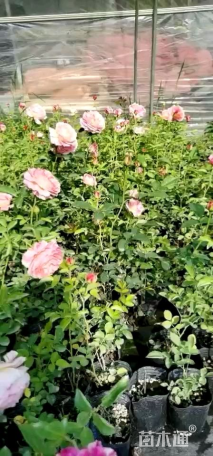 高度30厘米大花月季