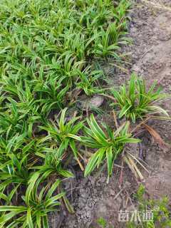 高度30厘米金边麦冬