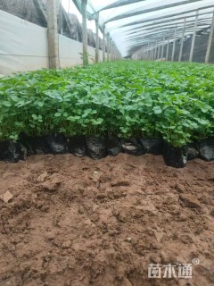 高度20厘米蛇莓