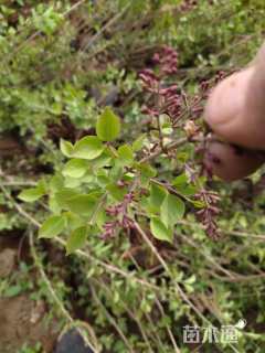 高度60厘米小叶丁香