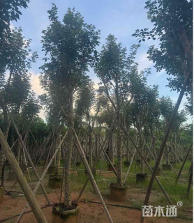 14公分黄花风铃木