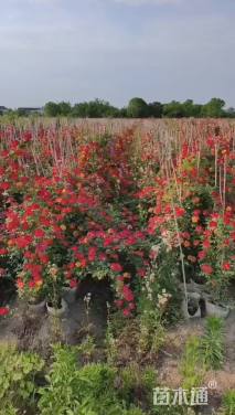 高度120厘米蔷薇