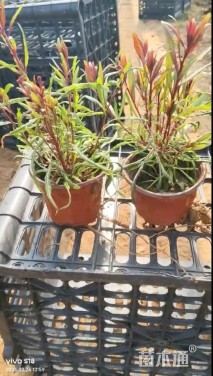 高度16厘米山桃草