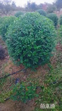 冠幅120厘米金禾女贞球