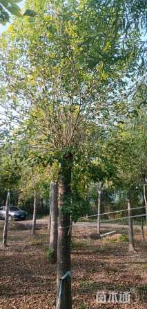 20公分金叶白蜡