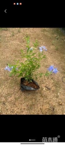 高度20厘米蓝雪花