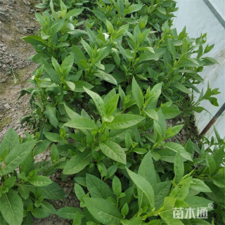 高度40厘米富贵草