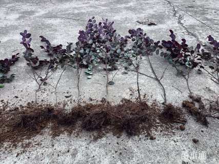 高度40厘米红花继木