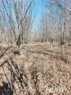 12公分西府海棠