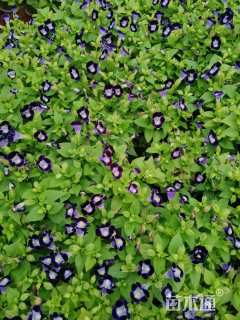 高度10厘米夏堇