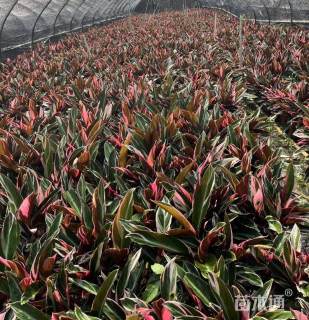 高度30厘米七彩竹芋