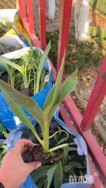 高度30厘米美人蕉