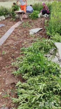 高度70厘米连翘