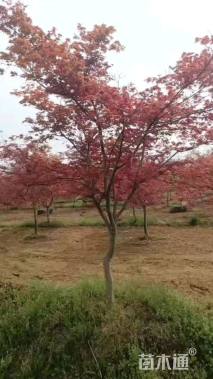 11公分日本红枫