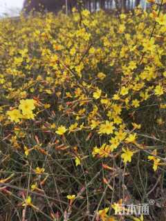 高度40厘米迎春花