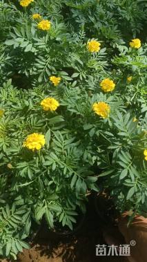 高度15厘米孔雀草