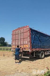 高度50厘米柳叶马鞭草