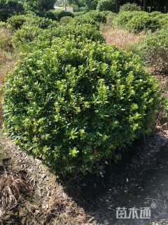 冠幅180厘米海桐球