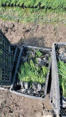 高度8厘米地被石竹