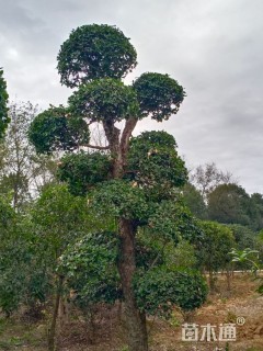 造型刺东青