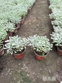 高度10厘米芙蓉菊