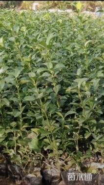 40厘米小叶扶芳藤