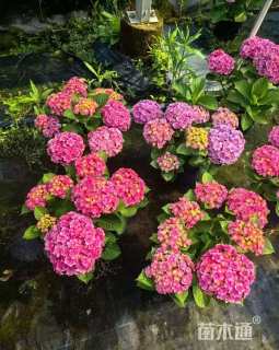 高度60厘米绣球