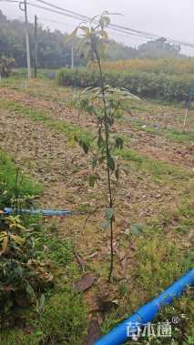 0.6公分金丝楠木