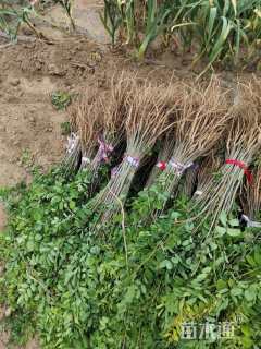 高度30厘米紫穗槐