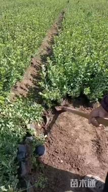 高度40厘米金叶卫矛