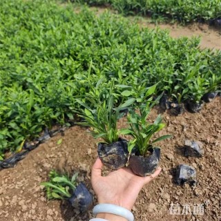 高度22厘米荷兰菊