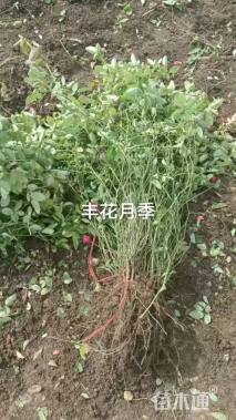 高度50厘米丰花月季